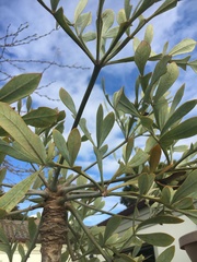 Cussonia transvaalensis