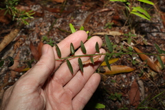 Bossiaea heterophylla