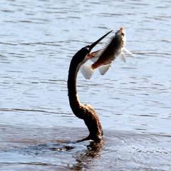 Anhinga rufa