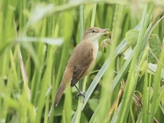 Acrocephalus orientalis