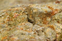 Periophthalmus argentilineatus