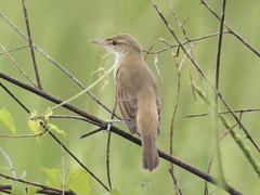 Acrocephalus orientalis