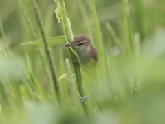 Acrocephalus orientalis