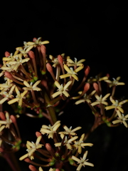 Ixora piresii