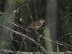 Acrocephalus orientalis