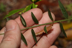 Bossiaea heterophylla