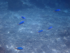 Pomacentrus coelestis