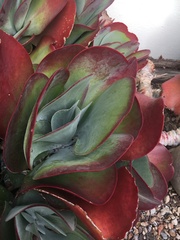 Kalanchoe luciae