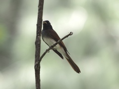 Terpsiphone atrocaudata