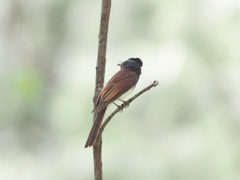 Terpsiphone atrocaudata