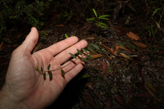 Bossiaea heterophylla