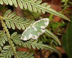 Eucyclodes insperata