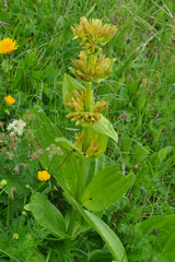 Gentiana × charpentieri