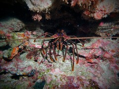 Panulirus longipes bispinosus