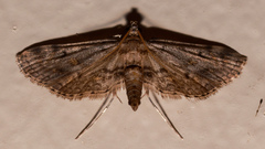 Parapoynx crisonalis