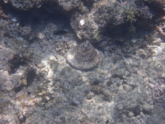 Mollusca