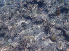 Mollusca