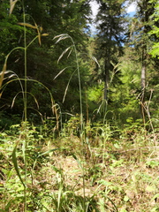 Bromus ramosus