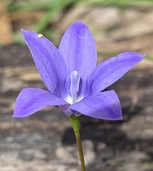 Wahlenbergia stricta