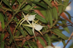 Angraecum expansum image