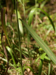 Bromus ramosus