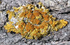Xanthorioideae