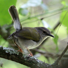 Camaroptera brachyura