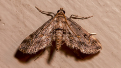 Parapoynx crisonalis