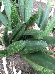 Gasteria