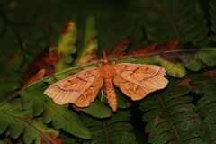 Neurophyseta upupalis