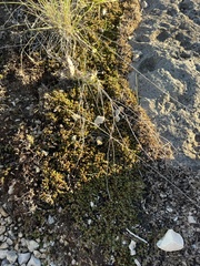 Selaginella wrightii