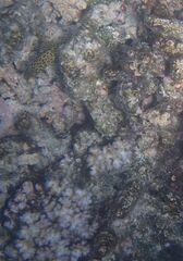 Epinephelus