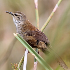 Bradypterus baboecala