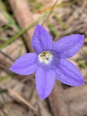 Wahlenbergia stricta