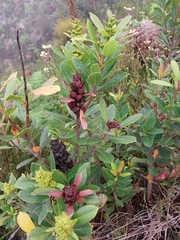 Laurophyllus capensis