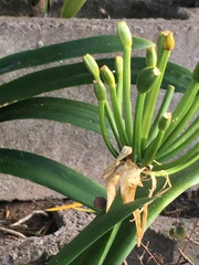 Clivia miniata citrina