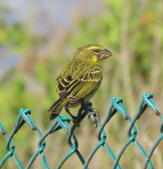 Crithagra sulphurata