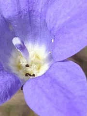 Wahlenbergia stricta
