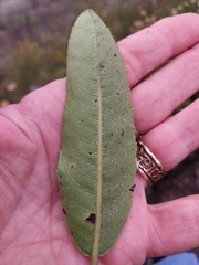 Laurophyllus capensis