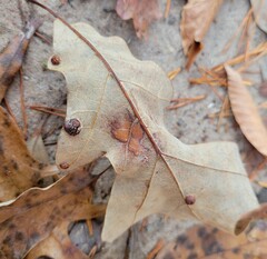 Polystepha symmetrica
