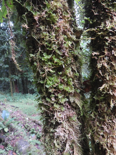 Hymenophyllum brevifrons