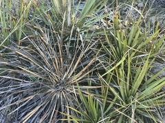 Yucca reverchonii