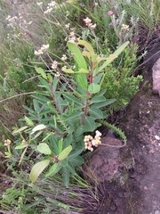 Laurophyllus capensis