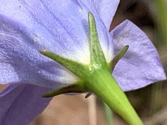 Wahlenbergia stricta