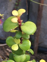 Portulacaria