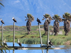 Phalacrocorax carbo lucidus