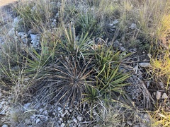 Yucca reverchonii