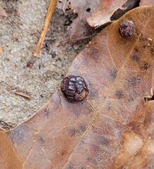 Polystepha symmetrica