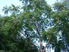 Toona sinensis
