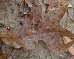 Polystepha symmetrica